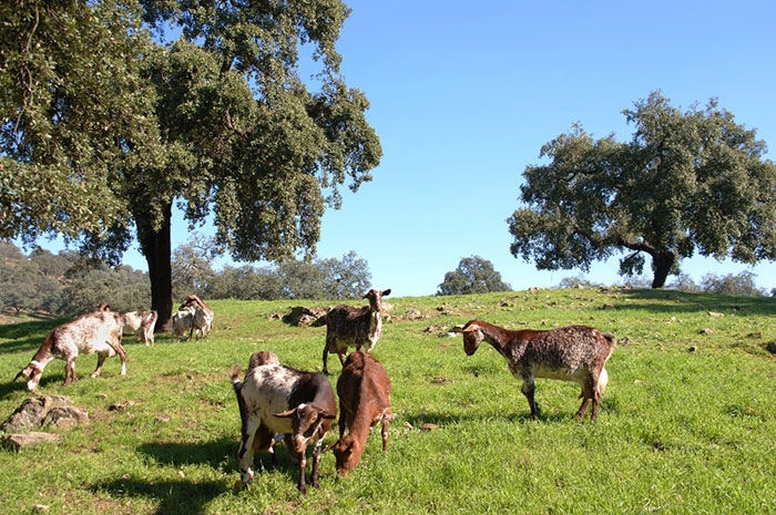 Cabras en La Serena